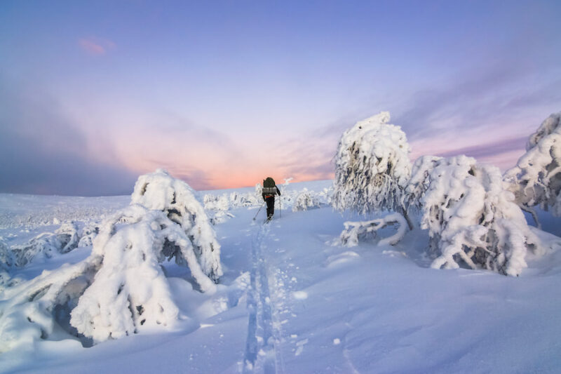 Langlaufer loopt tussen de besneeuwde bomen onder een pastelkleurige lucht in Levi, Fins Lapland