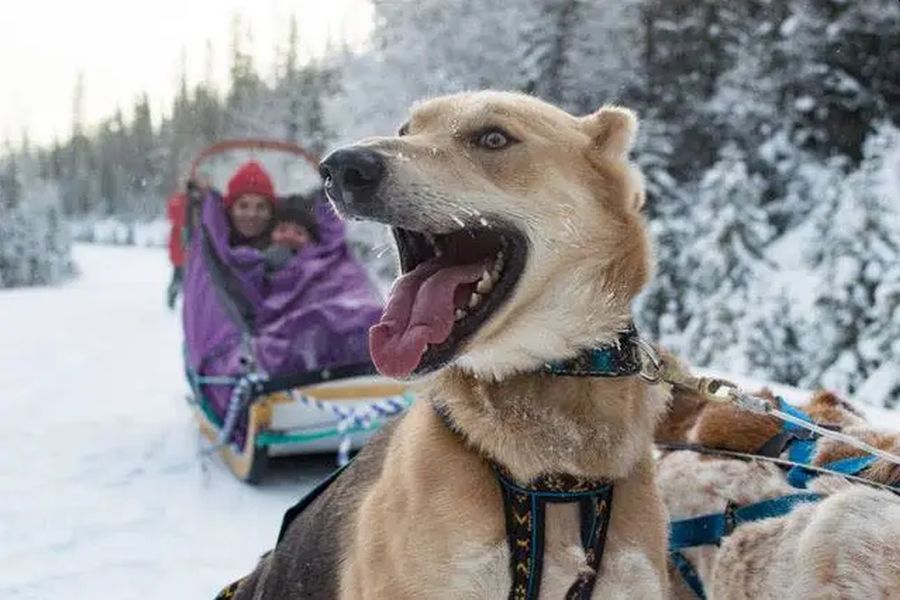 Canada excursie huskysafari Lake Louise Banff National Park