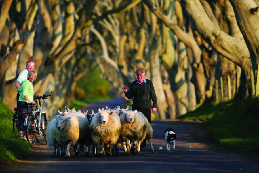 The Dark Hedges