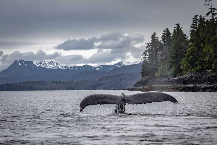 Hurtigruten expeditie Alaska met BBI Travel