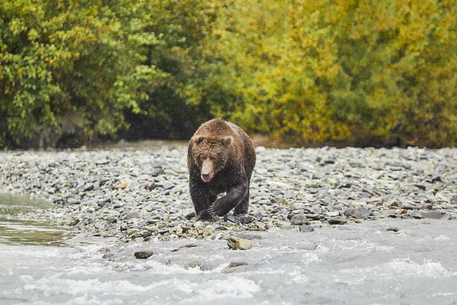 Hurtigruten expeditie Alaska met BBI Travel