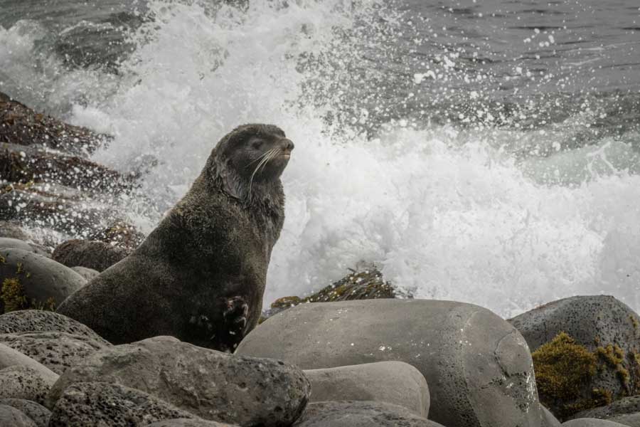 Hurtigruten expeditie Alaska met BBI Travel