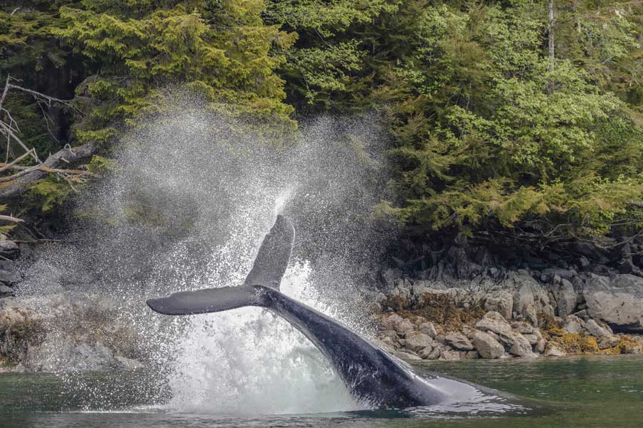 Hurtigruten expeditie Alaska met BBI Travel