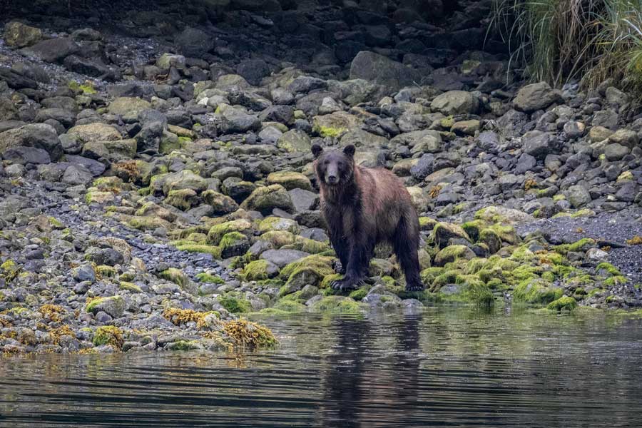 Hurtigruten expeditie Alaska met BBI Travel