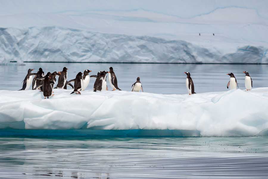 Hurtigruten Expeditie Antarctica met BBI Travel