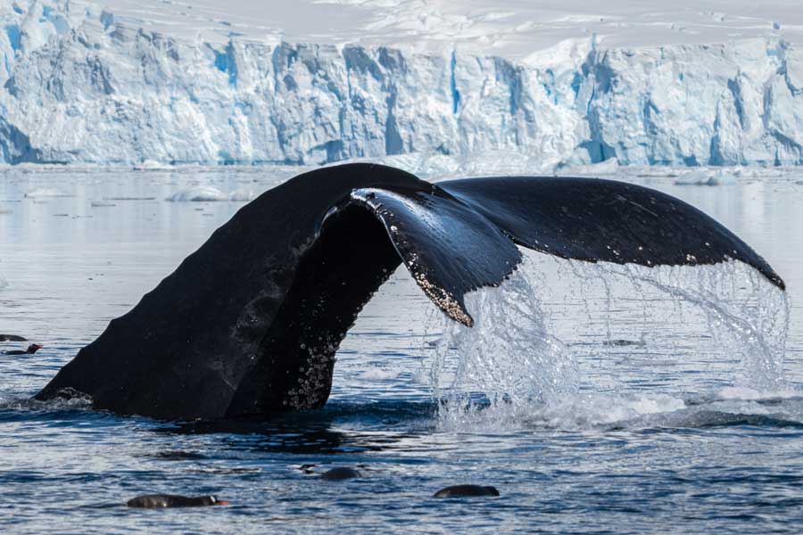 Hurtigruten Expeditie Antarctica met BBI Travel