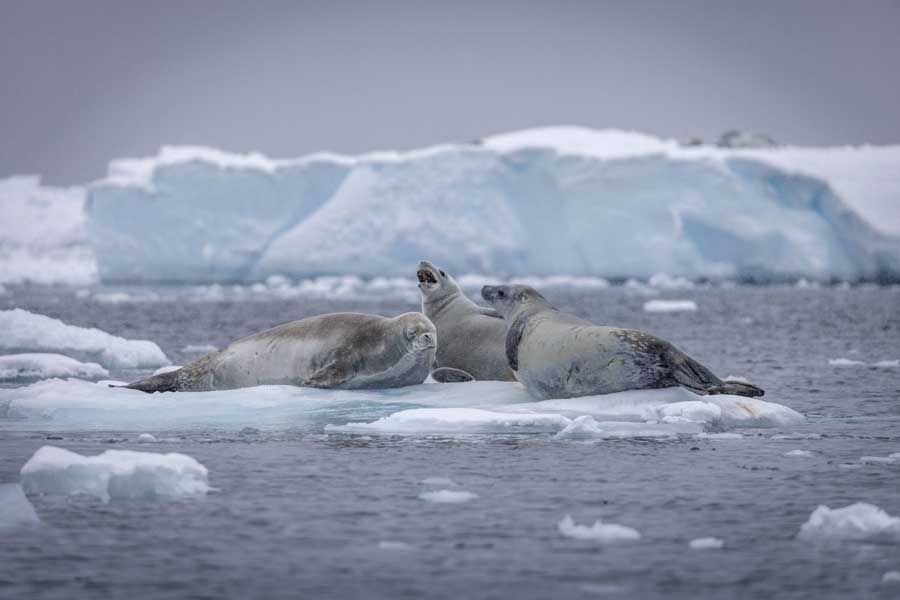 Hurtigruten Expeditie Antarctica met BBI Travel