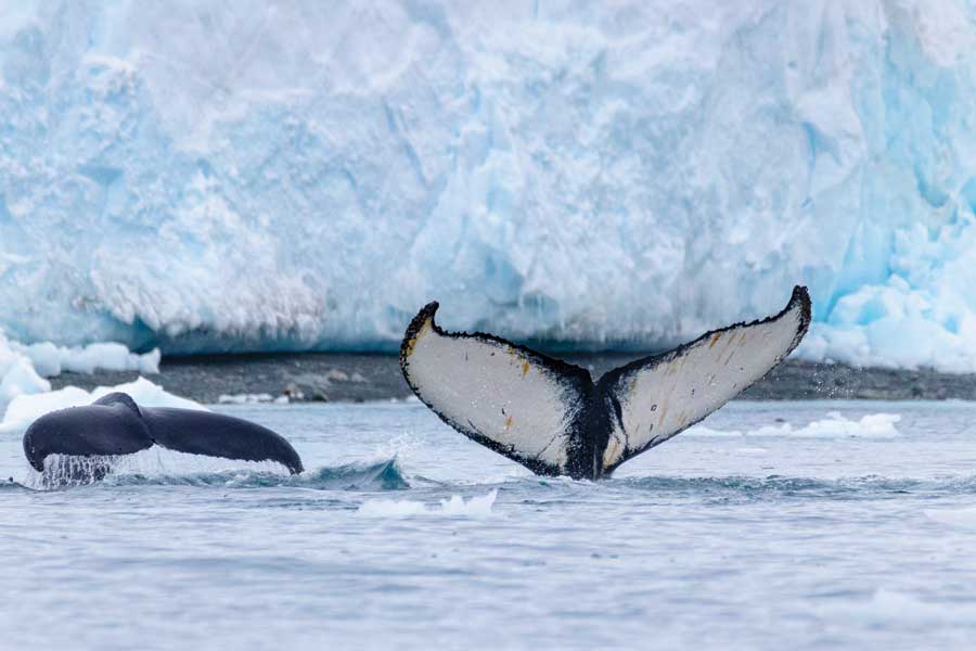 Hurtigruten Expeditie Antarctica met BBI Travel