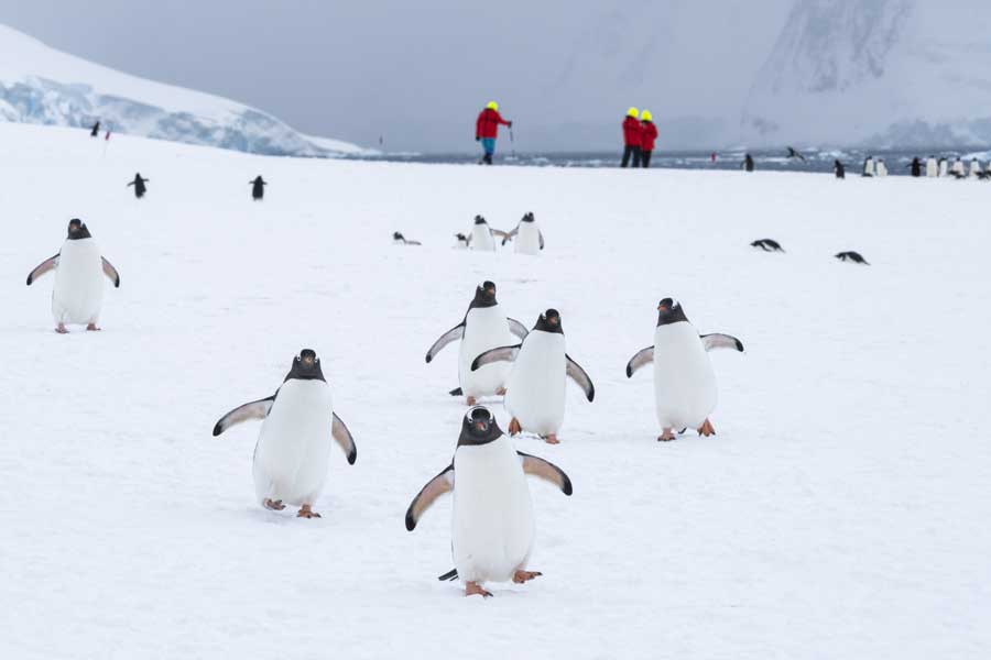 Hurtigruten Expeditie Antarctica, Falklands & South Georgia met BBI Travel