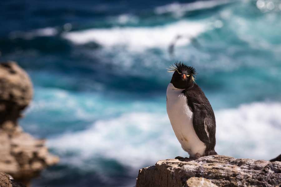 Hurtigruten Expeditie Antarctica, Falklands & South Georgia met BBI Travel