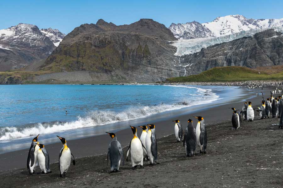 Hurtigruten Expeditie Antarctica, Falklands & South Georgia met BBI Travel