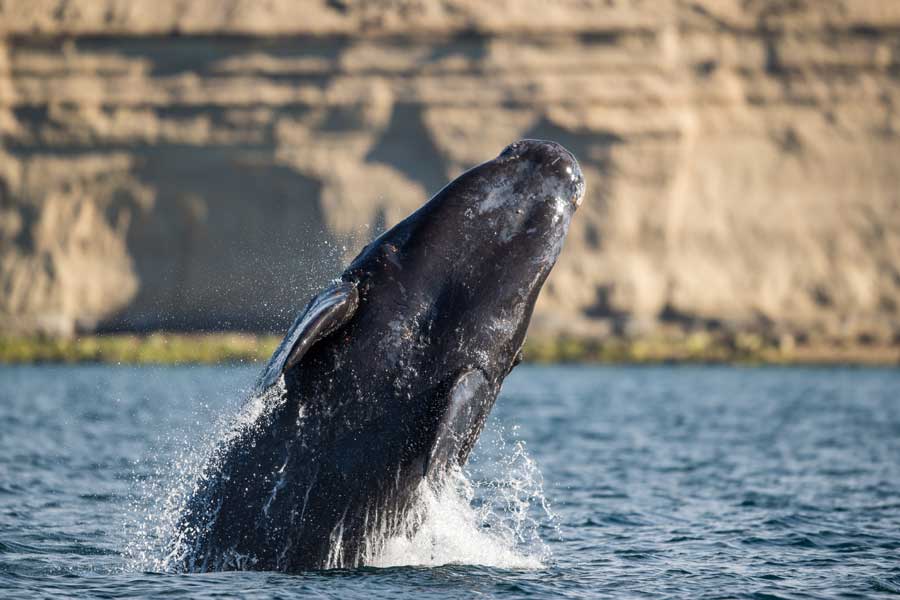 Hurtigruten Expeditie Antarctica & Falklands met BBI Travel