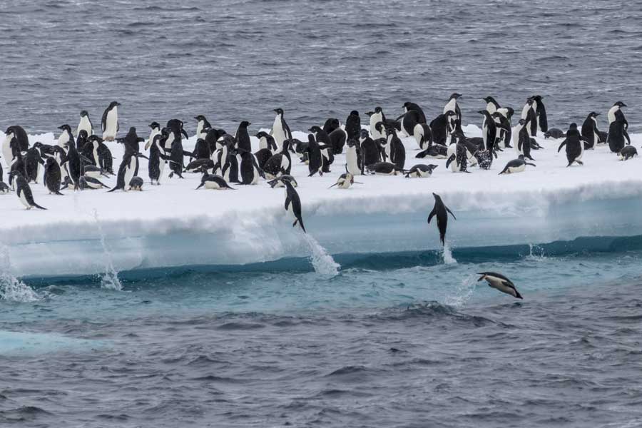 Hurtigruten Expeditie Antarctica met BBI Travel