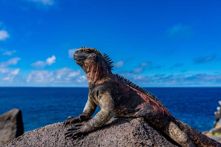 Hurtigruten expeditie Galapagos met BBI Travel