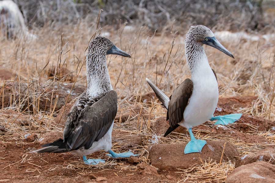 Hurtigruten expeditie Galapagos met BBI Travel