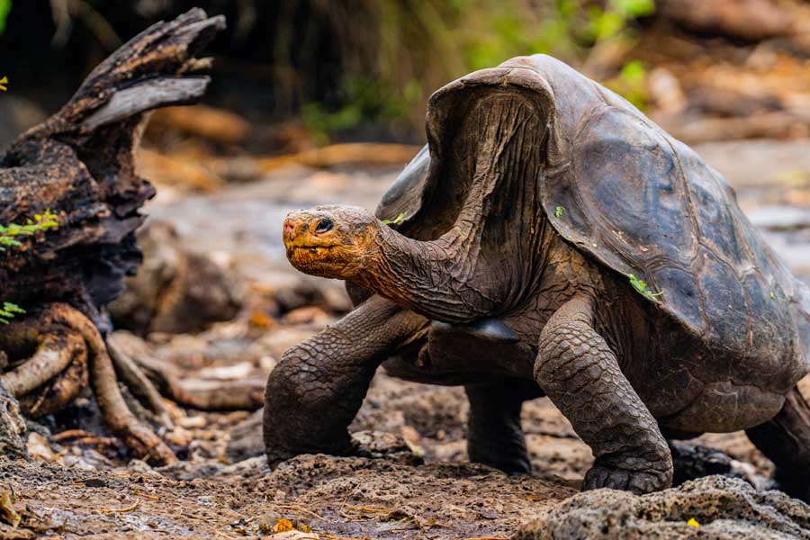 Hurtigruten expeditie Galapagos met BBI Travel