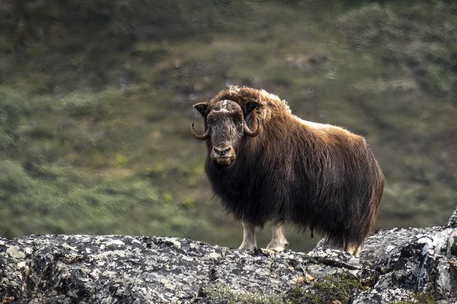 Hurtigruten Expeditie Groenland met BBI Travel