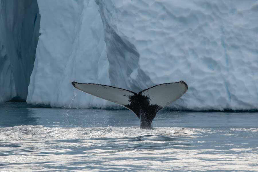 Hurtigruten Expeditie Groenland met BBI Travel