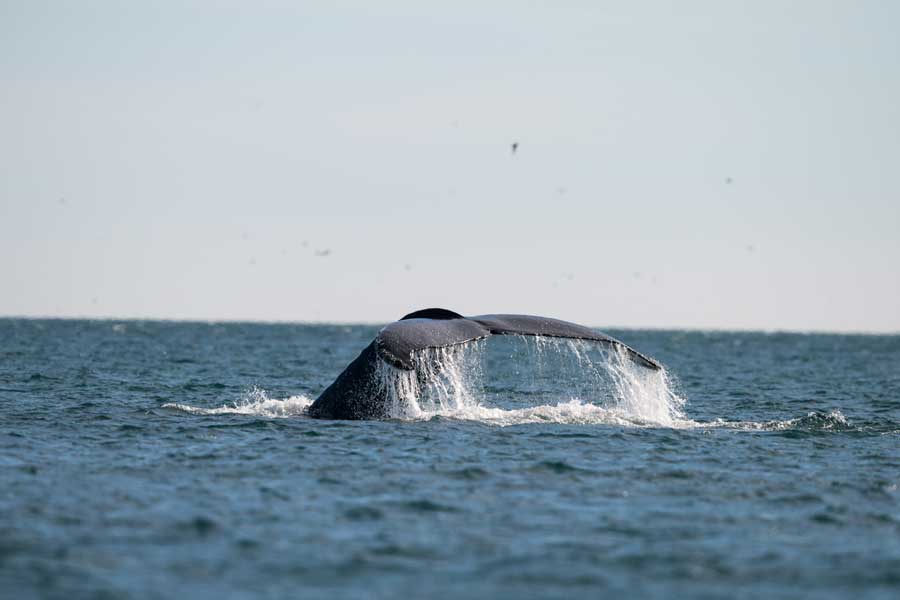 Hurtigruten expeditie Groenland met BBI Travel