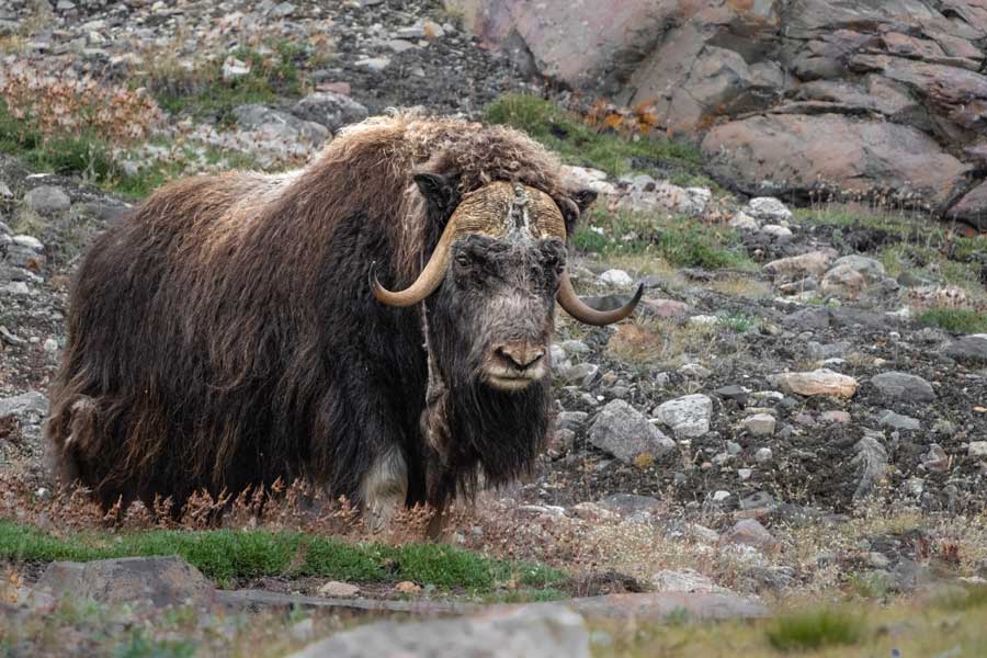 Hurtigruten expeditie Groenland met BBI Travel