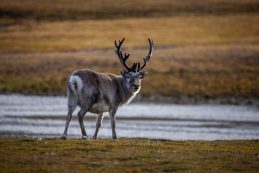 Hurtigruten expeditie Spitsbergen, Groenland en IJsland met BBI Travel