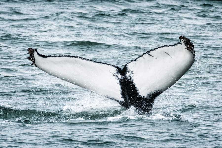 Hurtigruten expeditie IJsland met BBI Travel