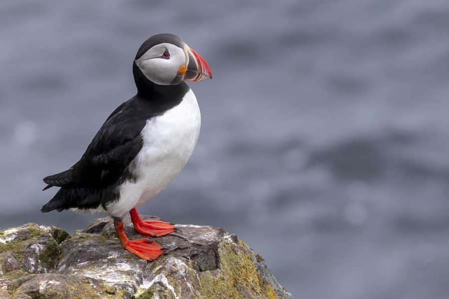 Hurtigruten expeditie IJsland met BBI Travel