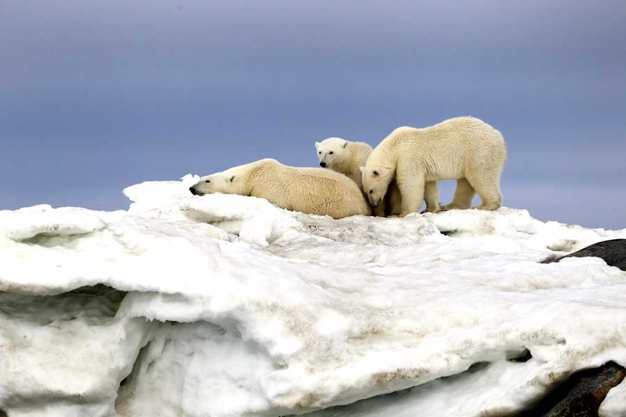 Hurtigruten Expeditie Spitsbergen met BBI Travel