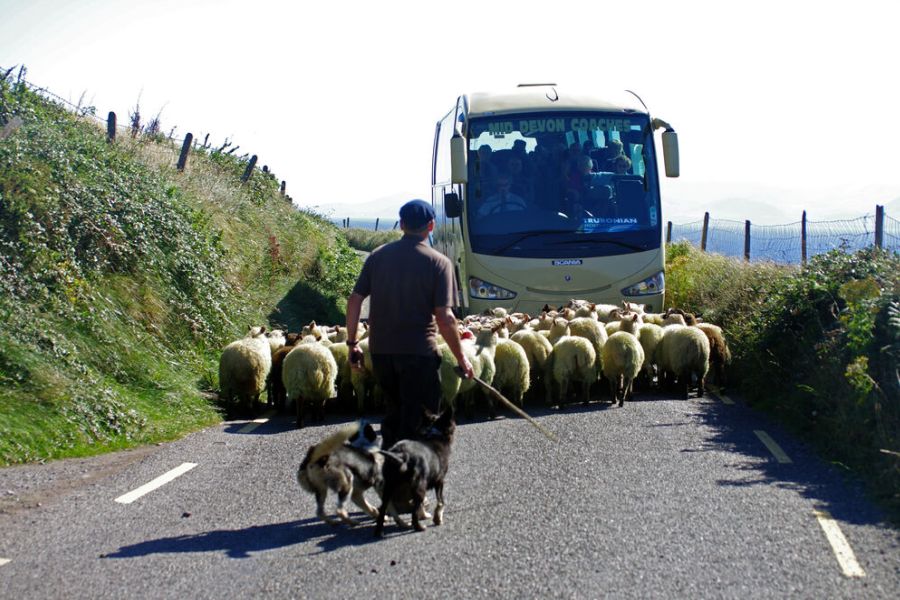 Dingle schapen op de weg