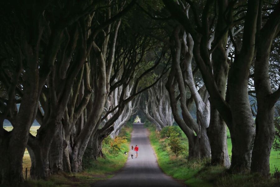 The Dark Hedges