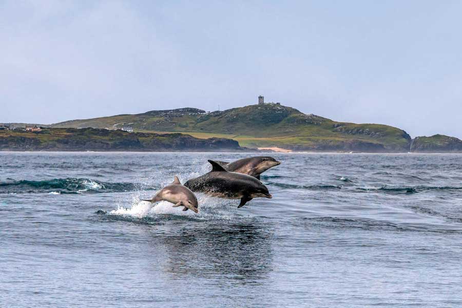 Donegal Wandelreis vanaf Groningen, dolfijnen