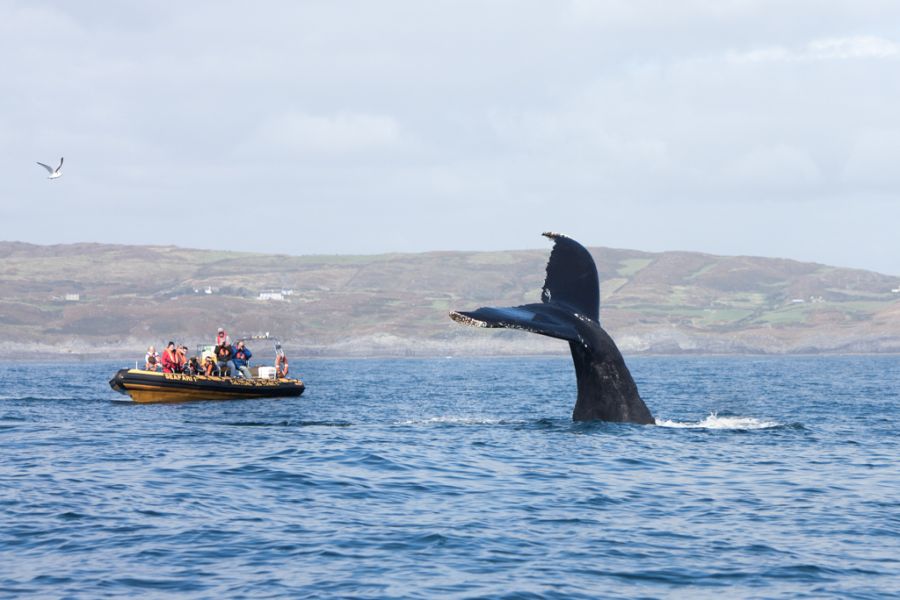 Whale Watching, vliegreis West Cork incl. appartement en huurauto