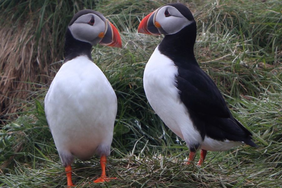 Papegaaiduiker tour Stykkisholmur