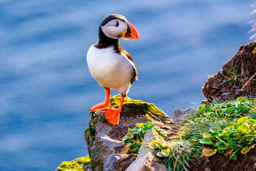 Papegaaiduiker tour Stykkisholmur