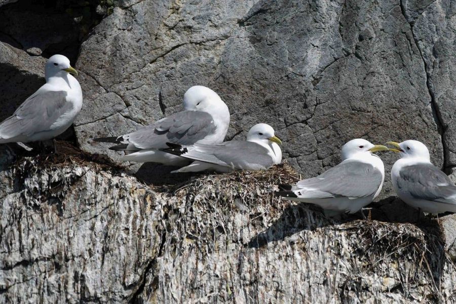 Papegaaiduiker tour Stykkisholmur