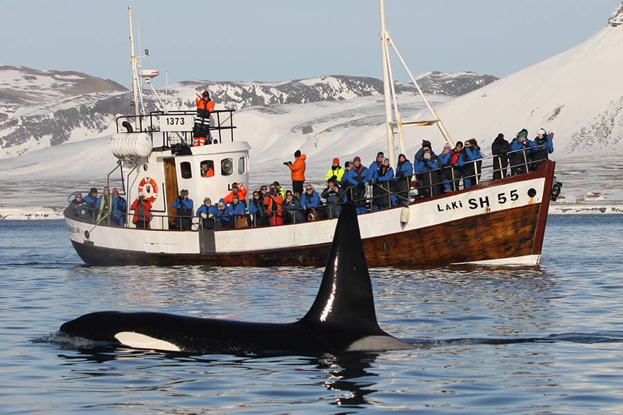 Walvissen en orka`s Olafsvik Snaefellsnes IJsland