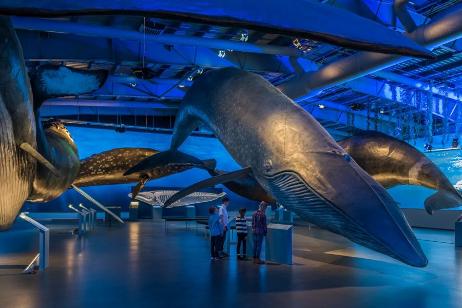 Whales Of Iceland Reykjavik IJsland